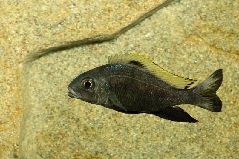 Cunningtonia longiventralis 'Ulwile Island'